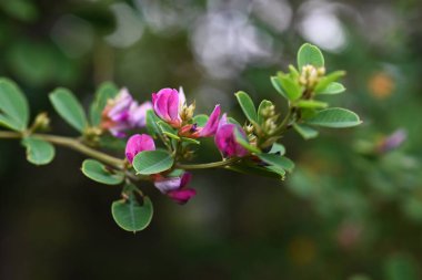 Lespedeza iki renkli (Çalı yoncası) çiçekler. Japonca adı 'Yamahagi'. Fabaceae yaprak döken çalı. Kırmızımsı mor kelebek şeklinde çiçekler ağustostan ekime kadar açar..