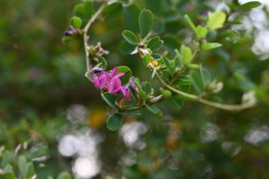 Lespedeza iki renkli (Çalı yoncası) çiçekler. Japonca adı 'Yamahagi'. Fabaceae yaprak döken çalı. Kırmızımsı mor kelebek şeklinde çiçekler ağustostan ekime kadar açar..