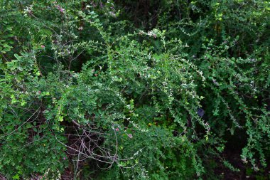 Lespedeza iki renkli (Çalı yoncası) çiçekler. Japonca adı 'Yamahagi'. Fabaceae yaprak döken çalı. Kırmızımsı mor kelebek şeklinde çiçekler ağustostan ekime kadar açar..