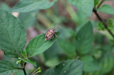 Sloe böceği (Dolycoris baccarum). Hemiptera Pentatomidae böceği. Sırtında beyaz işaretler ve kenarlarında çizgiler olan pis kokulu bir böcek. Bir sürü sebze..