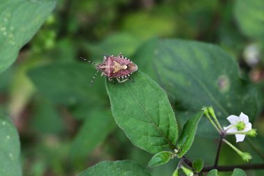 Sloe böceği (Dolycoris baccarum). Hemiptera Pentatomidae böceği. Sırtında beyaz işaretler ve kenarlarında çizgiler olan pis kokulu bir böcek. Bir sürü sebze..