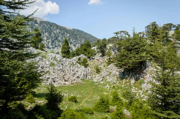 Vista Frontal Árvores Planalto Montanhas Capadócia Turquia Imagens De Bancos De Imagens