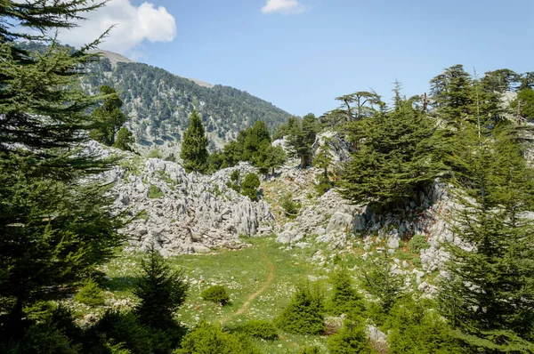 Vue de face des arbres sur les hauts plateaux et les montagnes, Cappadoce, Turquie — Photo de stock