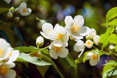 Çalılıkların üzerinde sahte turuncu çiçekler
