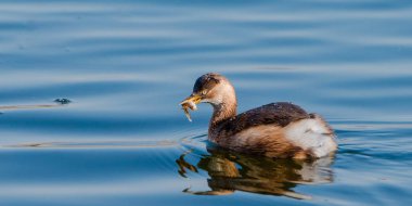 Gölde yüzmeye genç bir batağan mutlu bir balık içinde onun ağız ile boncuk süslemeleri üzerinde su geçirmez onun tüyleri. Mutlu bir zaman.