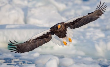 Stellers deniz-kartal yüzen buz üzerinde uçan