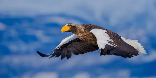 A stellers sea-eagle soaring over the Hokkaido cosatal area