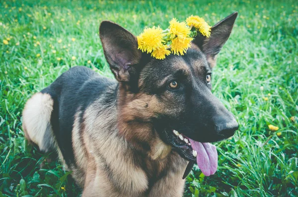 Dog Wreath Yellow Flowers Head Closeup — Stock Photo, Image