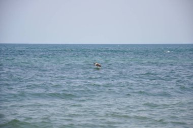 Denizin üzerinde uçan bir martı. Kuş manzaralı deniz manzarası.