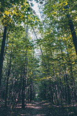 Yaz yoğun yüksek orman. Doğal gizem manzara