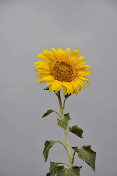 Girassol Amarelo Céu Nublado Azul Escuro Fecho Natural Florescendo Bossom — Fotografia de Stock