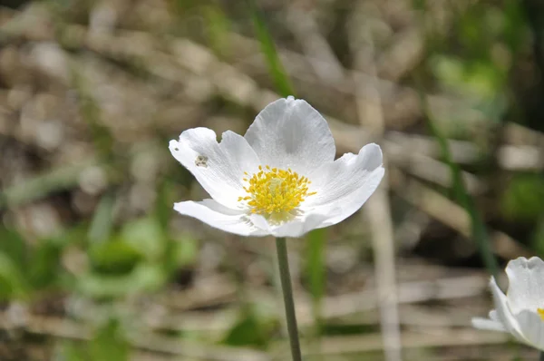 Flor Floreciente Campo Primavera Flor Blanca Amarilla Con Hierba Verde — Foto de Stock