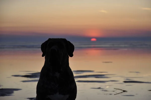 Sahil Köpeğe Silüeti Deniz Akşam Okyanusu Yakınlarındaki Büyük Evde Beslenen — Stok fotoğraf