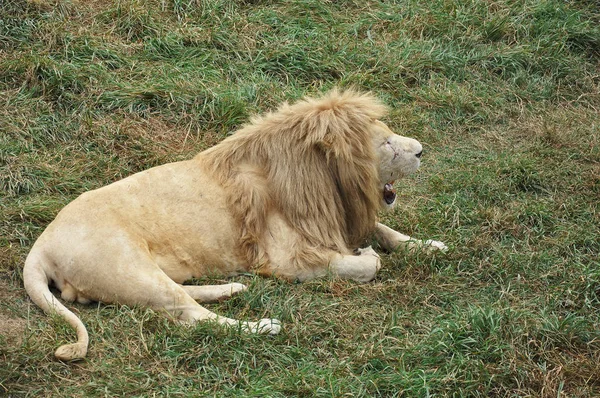 A roaring lion in safari nature. Closeup dangerous cat in the green nature