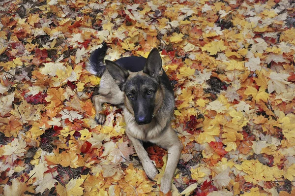 German Shepherd Lies Yellow Autumn Leaves Park Clever Dog Looking — Stock Photo, Image