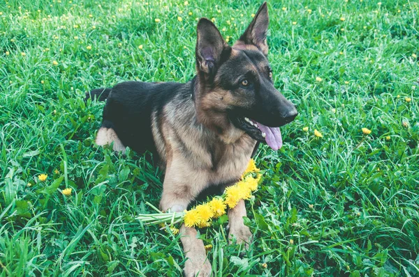 Dog Bouquet Yellow Flowers Closeup Park — Stock Photo, Image