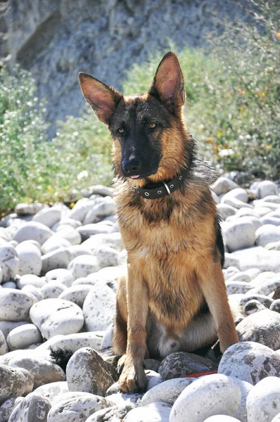 German Shepherd Sitting Pebble Beach Clever Dog Coast Natural Ocean — Stock Photo, Image