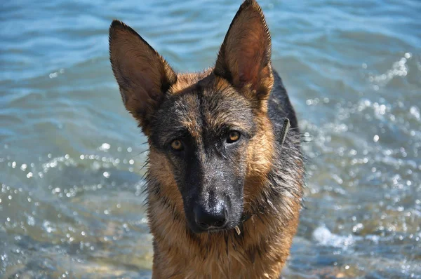 German Shepherd Swimming Ocean Big Dog Playing Coast Portrait Puppy — Stock Photo, Image