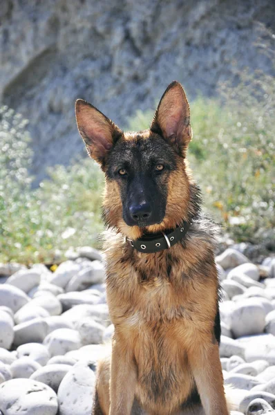 German Shepherd Sitting Pebble Beach Clever Dog Coast Natural Landscape — Stock Photo, Image