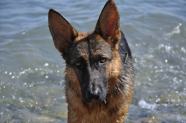 German Shepherd Swimming Ocean — Stock Photo, Image