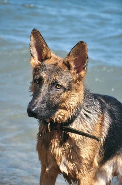 German Shepherd Swimming Ocean Big Dog Playing Coast Seascape Wet — Stock Photo, Image