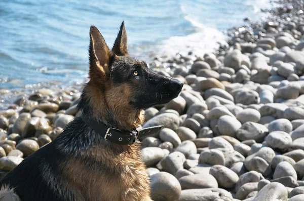 German Shepherd Sitting Ocean Big Dog Coast Portrait Puppy Sea — Stock Photo, Image