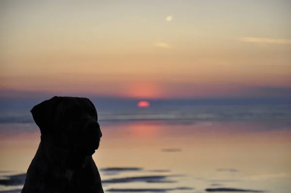 Силуэт Собаки Рассвете Вечером Животное Сидит Моря Природный Пейзаж Стоковая Картинка