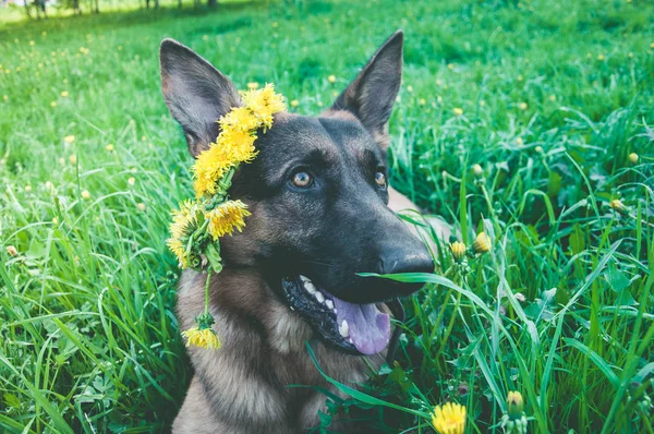 Крупный План Собаки Венком Желтых Цветов Зеленой Траве Лицензионные Стоковые Изображения
