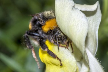 Bir yaban arısı (bombus terrestris) makro çekim polen, sarı çiçek (aslanağzı majus) nektarı içmeye hazır girme ile kaplı. Kafasına odaklanmak