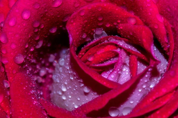 แมคโครช อตของดอกก หลาบส แดงท สวยงามหล งจากว ฝนตกเต มไปด วยน าฝน — ภาพถ่ายสต็อก