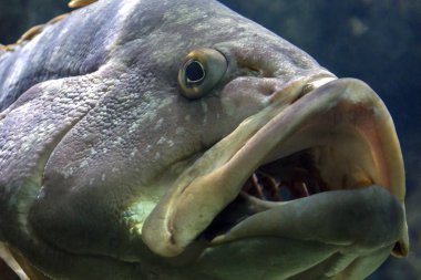 Dusky Grouper veya Epinephelus Marginatus Kandiye şehir, Girit Adası Girit Akvaryumat - Yunanistan. Açık ağızdan balık solungaçlarını görüyoruz. Yakın çekim portre.