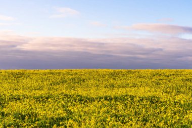 Sarı çiçek mor görünümlü gökyüzü görüntü yarısı doldurma geniş alan.