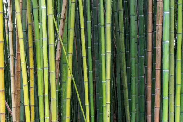 Bamboe Verschillende Tinten Van Groen Bruin Groeiende Natuurlijk Verschillende Hoeken — Stockfoto