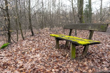 Çok eski ahşap Bank bir ormanın ortasında yosun kaplı. Sonbaharda vurdum, yere kahverengi leafes arkadaki sıska ağaçları ile kaplıdır.