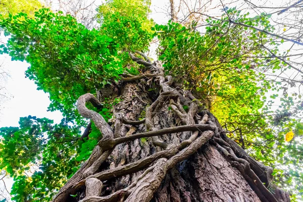 Huge tree with multiple trunks shot from bottom up in a forest