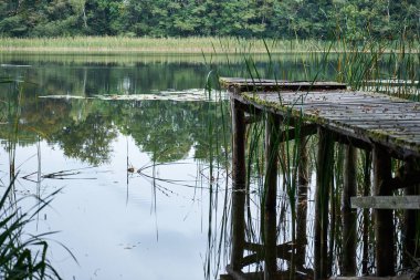 Ahşap bir göl üzerinde yapılan eski çürük iskele ormandaki bir gölde eksik plakalar yosun kaplı.