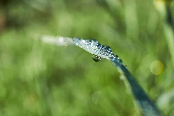 Macro Colpo Rugiada Mattutina Una Cannuccia Erba Concentrandosi Una Goccia — Foto Stock