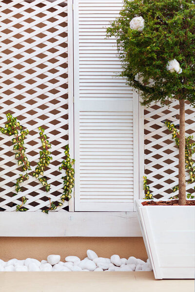 wooden trellis facade wall with young weaving ivy plant and potted topiary ligustrum