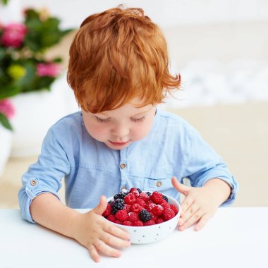 young redhead toddler baby boy tasting the fresh and ripe raspberries and blackberries clipart