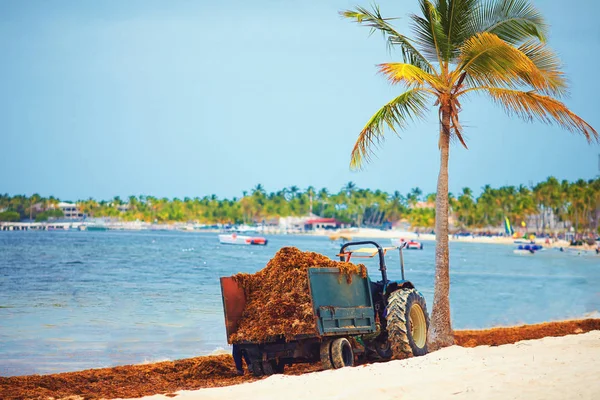 hotel staff cleaning up the territory from blooming algae seaweed with the help of tractor along the coastline at sandy beach