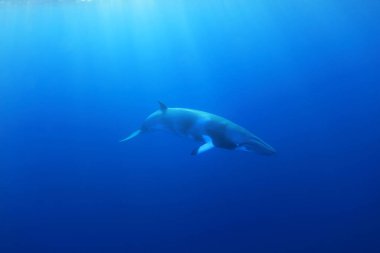 Cüce bayağı minke balinası (Balaenoptera acutorostrata) Great Barrier Reef sualtı 