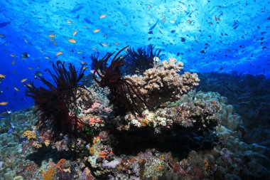Su altında balık Avustralya Great Barrier Reef güzel mercan ve küçük 