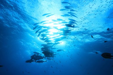 Avustralya Great Barrier Reef mavi sularda balık su altında balık 