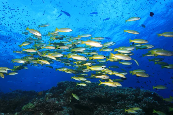 Fischschwärme Unter Wasser Großen Barrier Riff Vor Australien — Stockfoto