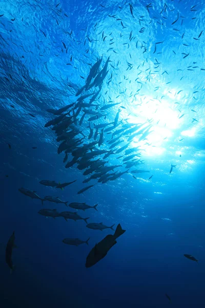 Shoal of fish underwater in the blue waters of the Great Barrier Reef of Australia