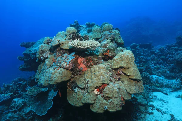 Hermosos Corales Bajo Agua Gran Barrera Coral Australia — Foto de Stock