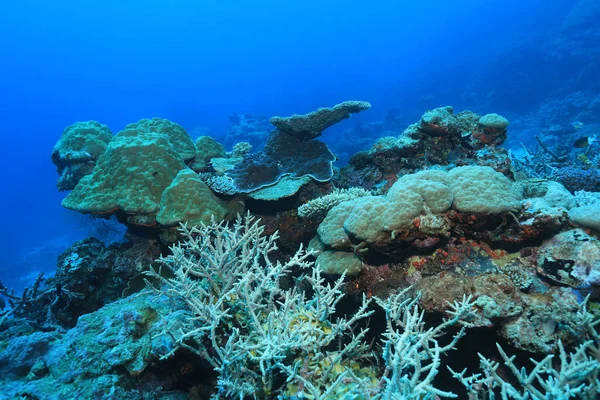 Bellissimi Coralli Sottomarini Nella Grande Barriera Corallina Australiana — Foto Stock