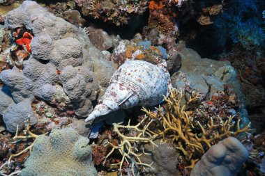 Trompet salyangozu (Charonia tritonis) Avustralya Great Barrier Reef sualtı 