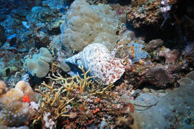 Trompet salyangozu (Charonia tritonis) Avustralya Great Barrier Reef sualtı 