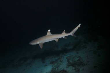 Avustralya'daki Great Barrier Reef gece suyun altında avcılık Whitetip resif köpekbalığı (Triaenodon obesus) 